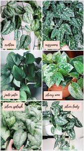 This variety is known as the satin or silver splash pothos and has hints of iridescent silver on its leaves. Scindapsus Varieties In 2021 Pothos Plant Cool Plants Plants