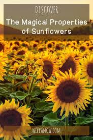The Joyous Magickal Properties Of Sunflowers Green Witchcraft Sunflower Witchcraft Herbs