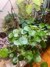 Image result for Hydrocotyle mannii
