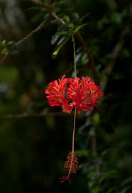 Image result for Hibiscus schizopetalus