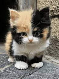 Image result for adorable cat