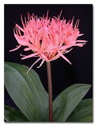Image result for Scadoxus cinnabarinus