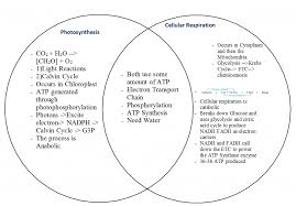 Image Result For Photosynthesis Vs Cellular Respiration Intp Careers Intp Personality Intp