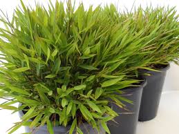 Image result for Pogonatherum paniceum