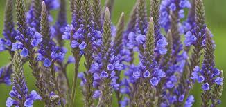 نسبه وقبيلته هو أبو عبد الله أحمد بن أحمد بن محمد بن حنبل الشيباني. Ù…Ø§ Ù‡ÙŠ ÙÙˆØ§Ø¦Ø¯ Ø¹Ø´Ø¨Ø© Ø±Ø¹ÙŠ Ø§Ù„Ø­Ù…Ø§Ù… Ù…ÙˆØ¶ÙˆØ¹