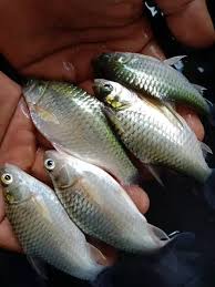 Bismillah, masiha ada sisa ikan tenggiri ex bikin pempek tenggiri kemarin, request kids minta dibuatkan otak2 utk buka puasa. 100 Gambar Ikan Hias Mas Hiu Koi Paus Lele Dll