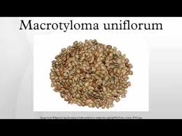 Image result for Macrotyloma uniflorum
