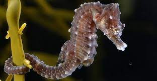 Are Seahorses The Ocean S Quirkiest Fish Natural History Museum