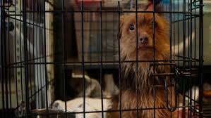 The puppy mill rescue team rescue is the part of our organization that consists of our skilled, volunteer foster families, and our adoptable dogs. Dozens Of Dogs Rescued From Puppy Mill Safe In Leon County