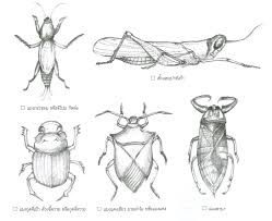 ก้อย อาหารท้องถิ่นทางภาคอีสาน คล้ายกับลาบและส้มตำ นิยมปรุงจากเนื้อสัตว์ดิบรวมถึงไข่และตัวอ่อนของแมลงที่กินได้ เช่น เนื้อวัว เนื้อกวาง. à¹à¸™à¸§à¸ à¸™à¸– à¸™ à¸­ à¸ªà¸²à¸™ à¸§ à¸– à¸Š à¸§ à¸•à¸ à¸š à¸­à¸²à¸«à¸²à¸£ à¸ž à¸™à¸š à¸²à¸™à¹† à¸ˆà¸²à¸ à¸‚ à¸²à¸§à¹€à¸«à¸™ à¸¢à¸§ à¹à¸¡à¸‡ à¹à¸¡à¸¥à¸‡ à¸›à¸¥à¸²