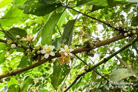 Image result for Bellucia pentamera