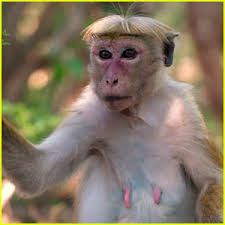 Image result for MONKEYS