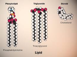 Biochemistry Tests For Food Macromolecules Lipid Answers Biology Lipids Biochemistry Science Biology Teaching Biology