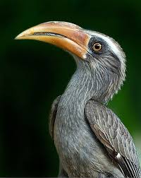 Biasanya paruhnya itu berwarna terang. Hornbill Malay Meaning Of Hornbill