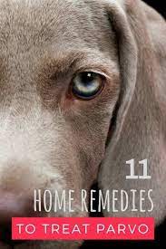 How To Treat Parvo In Dogs And Puppies 11 Home Remedies For Parvo Treatment Parvo Treatment Home Remedies Parvo