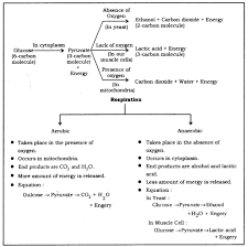 Life Processes Class 10 Notes Science Chapter 6 Learn Cbse In 2020 Science Notes Biology Notes Notes Life