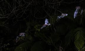 First Flight by Chris Hillock