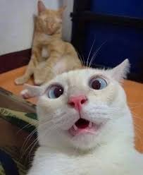 Pin By Turuncu Baraka On Animales Hayvanlar In 2020 Funny Cat Faces Funny Cute Cats Cute Cat Memes