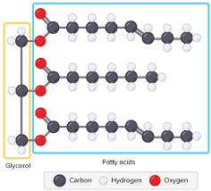 Image result for Lipid