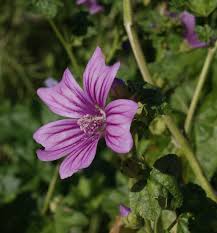 Hollyhock rust can quickly spread, causing stunting of plants and premature leaf drop. Malva Wikipedia