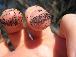 Fleas are detrimental to pets and humans due to the biting they perform that causes itching and irritation. Teeny Black Bug Jumps Like Flea Backyard Chickens Learn How To Raise Chickens