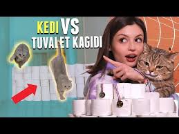 Sokak Kedisi Vs Cins Kedi Youtube