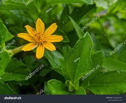 Image result for Aspilia africana