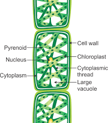We did not find results for: 34 Diagram Of Spirogyra With Label Labels Database 2020
