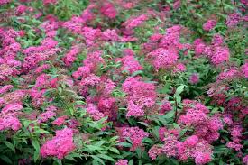 Image result for Spiraea bumalda