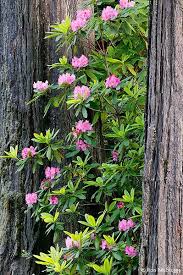 Pin By Phil Scheen On Wildflowers Coast Redwood California Wildflowers Rhododendron