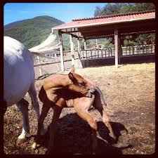 We did not find results for: Potro Instagram Hipica Can Vila Montseny Costa Brava Barcelona Parc Natural Del Montseny Luxe Luxury Lujo Animoso Horses Cavalls Caballos W Cavalli