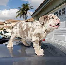M A Bulldogs On Instagram Happy Friday 10 Weeks Old Male Lilac Tri Merle Dm For Info Ma Bu Bulldog Puppies Bulldog Bulldog Puppies Funny