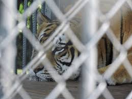 America Has A Tiger Problem And No One S Sure How To Solve It Animal Advocacy America Science Nature