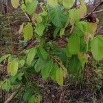 Image result for Bridelia ferruginea