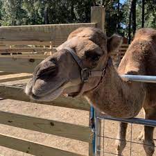 Petting zoos are usually a children's feature of larger zoos. All American Petting Zoo 14 Photos Petting Zoos 398 Tickton Hall Ln Ridgeland Sc Phone Number