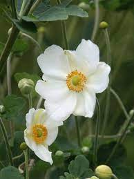 Anemone Andrea Atkinson Bluestone Perennials Anemone Flowers Perennials White Flowers