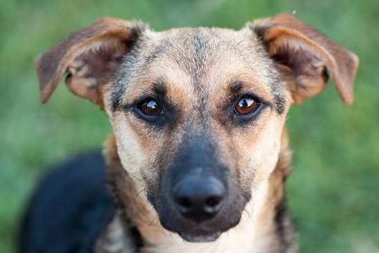 Why Does My Dog Stare at Me? What Your Dog is Trying to Tell You with – Native Pet