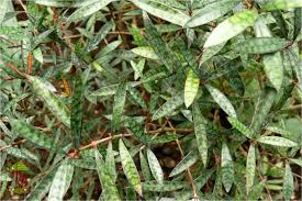 Image result for Rutidea