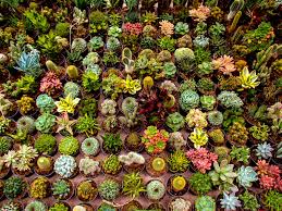 Image result for Orbea knobelii