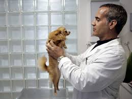 Walmart Is Adding Veterinary Clinics To 100 Stores And Launching A Pet Pharmacy As Millennials Spend Thousands On Their Pets And Treat Them Like Their Firstbor In 2020 Vets Vet Clinics