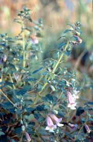 Image result for Ceratotheca sesamoides