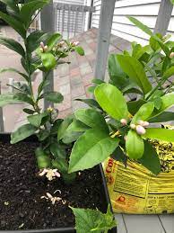 We did not find results for: Lemon Tree Flowering First Year Owning This Dwarf Will It Produce Fruit Or Just Pop Off Some Flowers Gardening