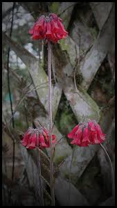 Image result for Bryophyllum tubiflorum