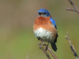 Birds Of East Texas Photos Gallery Of North Texas Birds Birds Of South Carolina By Jessica Common Birds Blue Bird Bird Photo