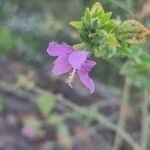 Image result for Hibiscus meyeri