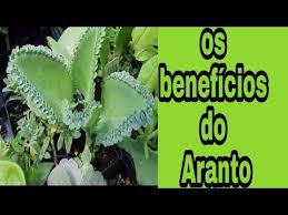 Os Incriveis Beneficios Do Aranto Para Saude Youtube Em 2020 Aranto Planta Ervas Beneficios