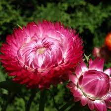 Strawflower Seeds Bright Rose Flower Seeds In Packets Bulk Eden Brothers Cvety Flora