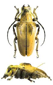 Black And Yellow Longhorn Beetle Pin By Glen Black On Insects Longhorn Beetle Bugs And Insects Cool Insects