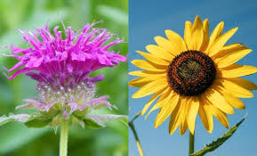 Bunga melati juga mengandung banyak senyawa kimia yang dapat membantu penyakit seperti indole, alkohol linal, benzil asetat, benzil alkohol dan jasmone. 10 Bunga Yang Ternyata Bisa Dimakan Enak Buat Salad Dailysia