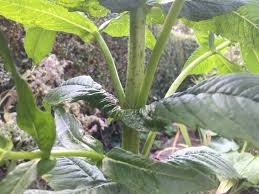 Image result for Pycreus niger